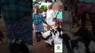 elippara goat market palakkad #2025 #goats