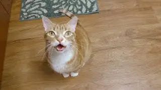 Cat Talking - 