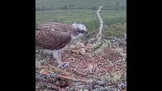 bird family life food tha feed thier babies in the nest part 1