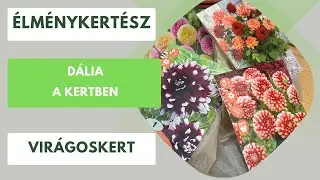 Dália a kertben!🌸 Mit érdemes csinálni a dália gumókkal? Mire kell odafigyelni a gazdag virágzáshoz?
