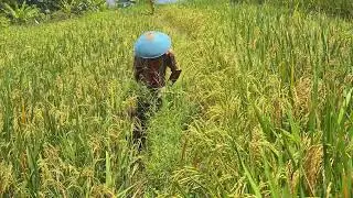 Farmer Cutting Grass by Hand for Livestock Feed #RuralAgriculture #TraditionalFarming
