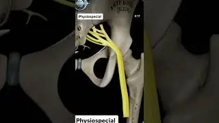 Sciatic Nerve. ⏩The sciatic nerve is the largest and longest nerve in the human body.