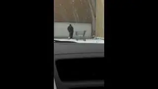 Idiot or genius shoveling snow at Wal-Mart?