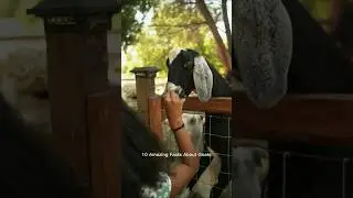 Goat Talk: Fun Facts, Behavior, and Care #animals
