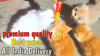 Cat for sale in varanasi | All India Delivery | #Cats #treanding #viralvideos #videos #pets
