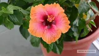 Premium Tradewinds Hibiscus at Hicks Nurseries