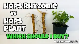 HOPS RHYZOME vs HOPS PLANT - WHICH DO I BUY?  HOPS WORLD TIP 53