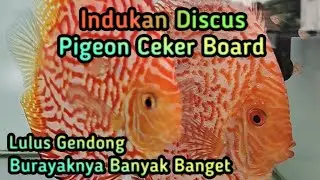 Indukan Discus PCB [Pigeon Ceker Board] lulus gendong, burayaknya banyak banget