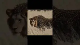 Scarface, the famous lion from Kenya&rsquo;s Maasai Mara National Reserve, died on June 11, 2021 .