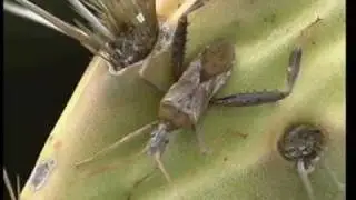 Cactus Bug (Chelinidea Vittiger Aequoris)
