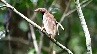 Halmahera Birdwatching & Photography | Explore Maluku&rsquo;s Wildlife Paradise with MoluccasHop