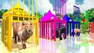 Learn Colors with Wild Animals Swimming Race for Children | Animals for Preschool Kids & Toddlers