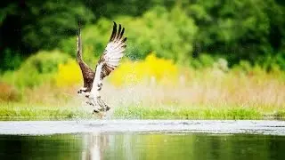Scottish Wildlife: The Mighty Osprey