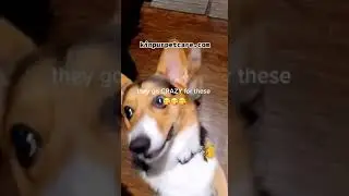Review on Clear Vision Chews Kinpur Pet Care (Tik Tok)
