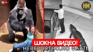 Вы увидите ЭТО только РАЗ В ЖИЗНИ! Редкие моменты в ЗООПАРКЕ, запечатленные на КАМЕРУ!