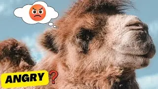 🐪 
