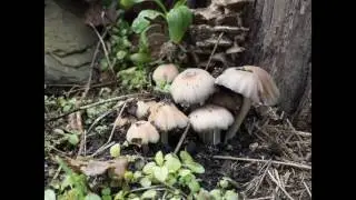 Wallhalla   Fungi