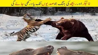 Animals fight Bear a very angry and dangerous bear's #animals #animalsfight#bearfight