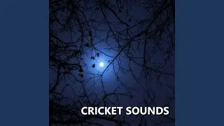 Dynamic Outside Cricket Sounds