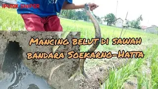 MANCING BELUT DI SAWAH BANDARA SOEKARNO HATTA@IPUNK SNIPER