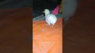 Monster hen eating cockroach News for us.