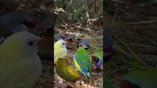 Twinspot, gouldian finches and diamond firetail finch #birds #bird #nature #animals #pets