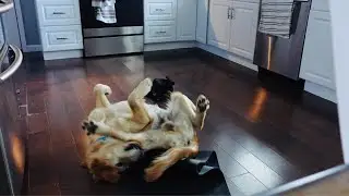 Dog Twirling (Shorts)