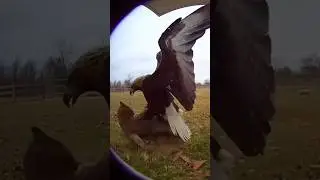 A cat resting in a goat pen was attacked by an eagle. #cat #eagle #goat #animalfight
