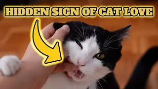 10 SECRET Signs Your Cat LOVES You More Than You Think