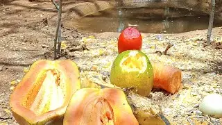 alimentando os pássaros