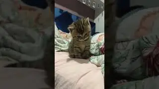Твоя мать шлллл