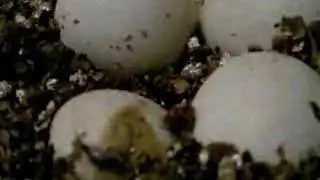 Snake Born pipping / hatching