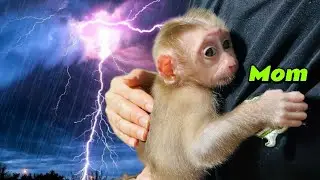 Baby monkey Tina is afraid of thunder and hugs her mother tightly