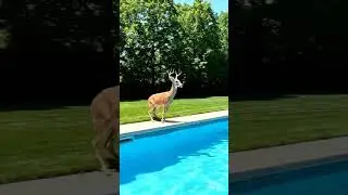 Deer Jumped Into My Pool!