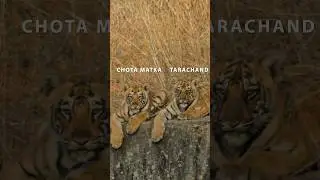 🐯Story of Chota Matka | Tadoba Tiger Reserve | Part-1