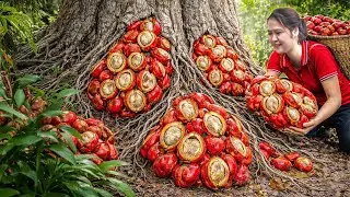 Harvesting Rare Red Betel Nuts, Make Spicy Betel Nut Candy | Sells Out at Village Market