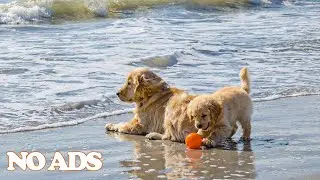 12 Hours Calming Piano Music for Dogs Home Alone 🐕 Separation Anxiety Relief & Deep Sleep