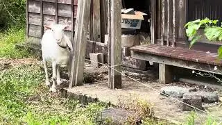 山羊のメイちゃん68   リード長いが放牧短い