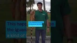 Cold-stunned Florida Iguanas fall from trees | DW News