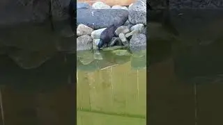Wild Grackle Drinking Water Close-Up