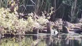 Ralreiger/Squacco heron (Ardeola ralloides) te Spijk
