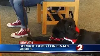 WDTN: Wright State hosts Fuzz Therapy to help students relax during Finals Week