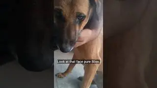 Look how street dog approaching me🐕#doglove #animals #streetdog #animallife #doggielife #viralshort