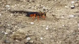 Great golden digger wasp (Sphex ichneumoneus)