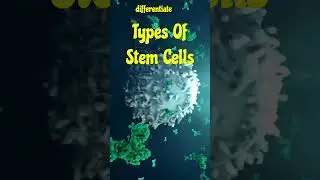 Types Of Stem Cells #stemcells #stemcelltypes #sciencefacts #stemcelltreatment #stemcellfuture