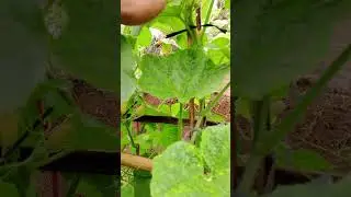 Pemulihan melon kena puret #pertanian #petanimelon
