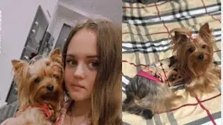 VLOG:НАШ ДЕНЬ l МОИ ПЛАНЫ НА БЛОГИНГ l ПРОГУЛКА С ЙОРКАМИ l УЮТНЫЕ РАЗГОВОРЫ