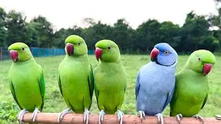 Parrot Video Compilation