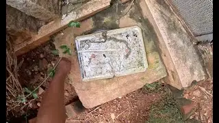 Rat Snake caught in a Rat Trap