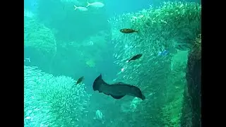 Enosima　Aquarium　Sagami bay　新江ノ島水族館　相模湾ゾーン